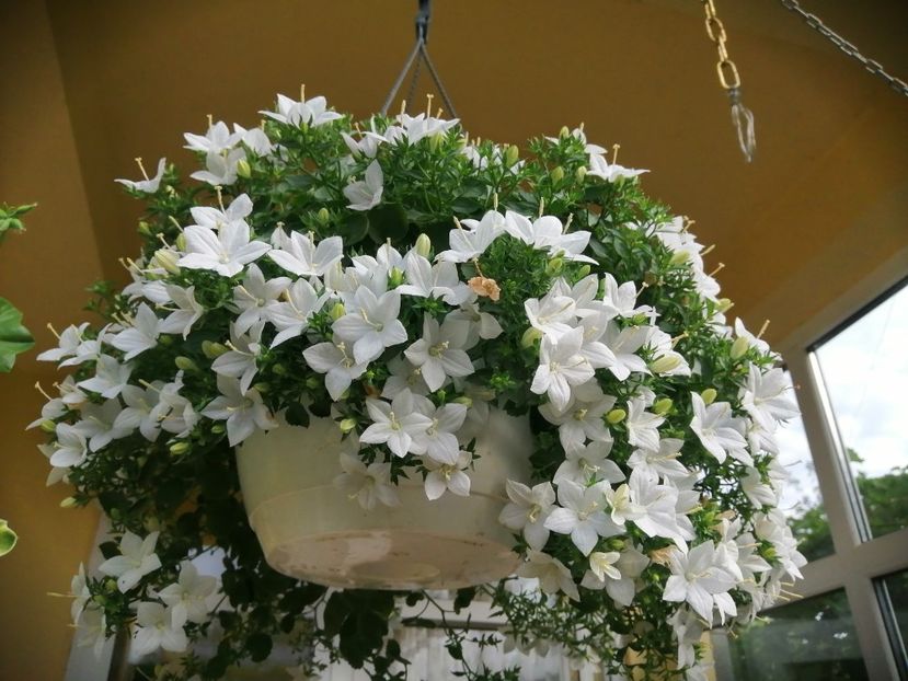  - Campanula