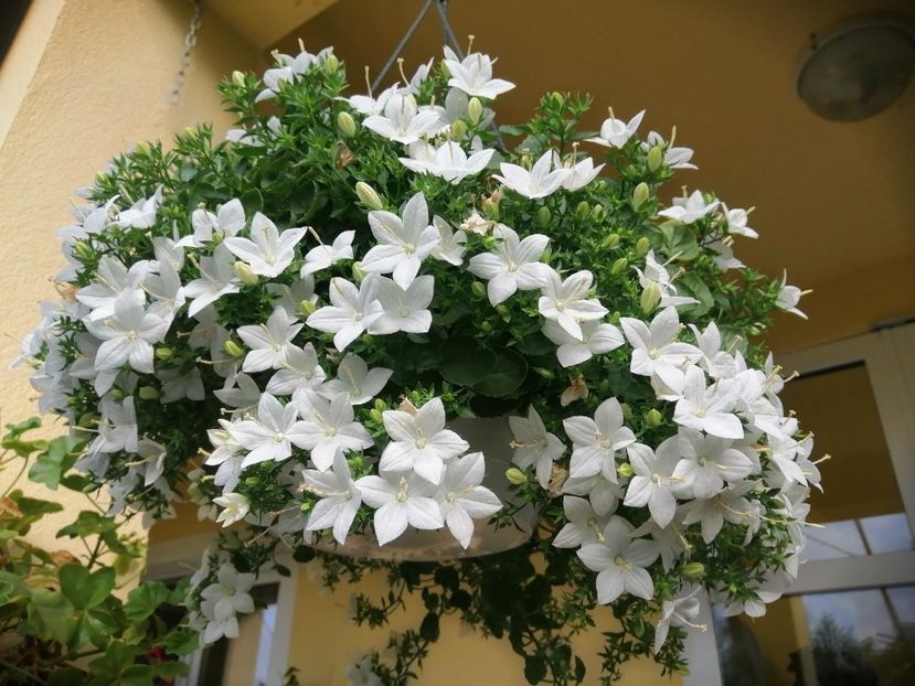  - Campanula