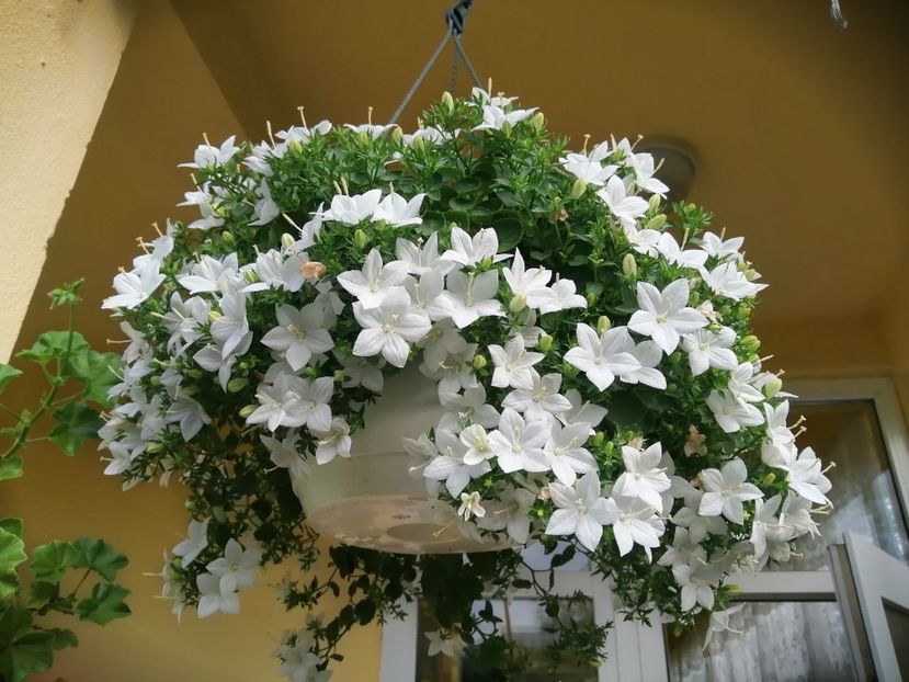  - Campanula