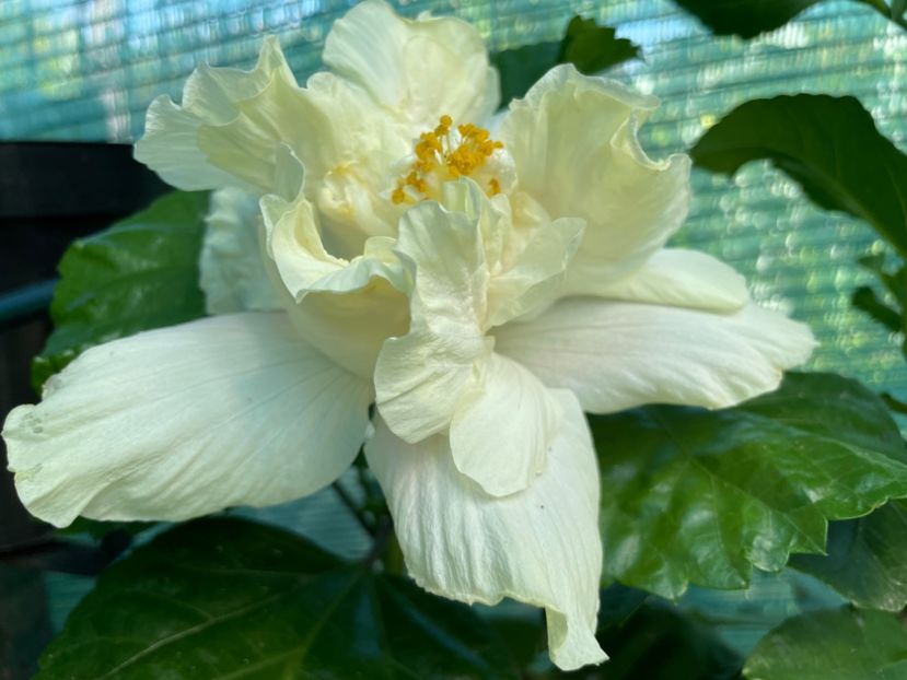  - Elephant Ear