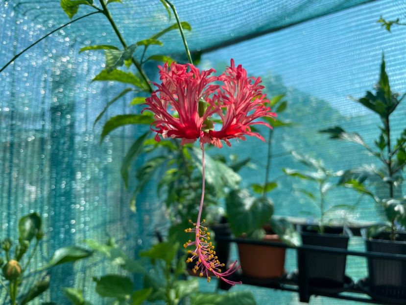  - Schizopetalus