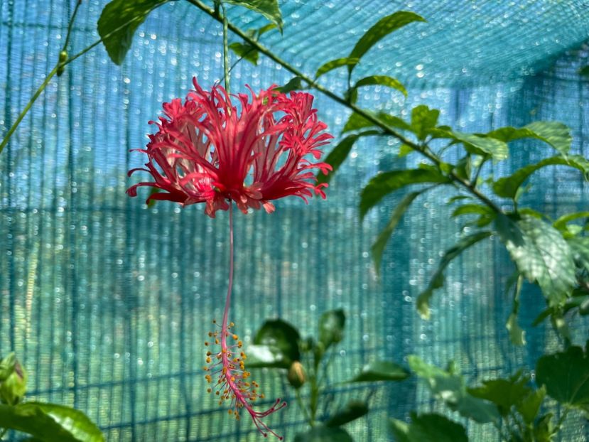  - Schizopetalus