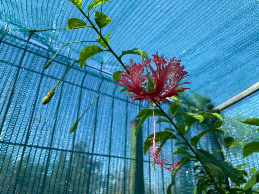  - Schizopetalus