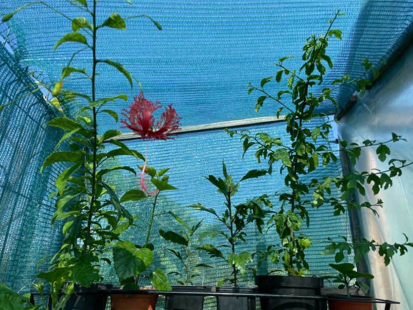  - Schizopetalus