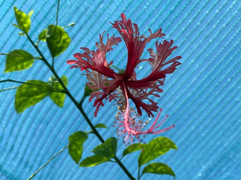  - 001 - Hibiscusi 2024 - 1