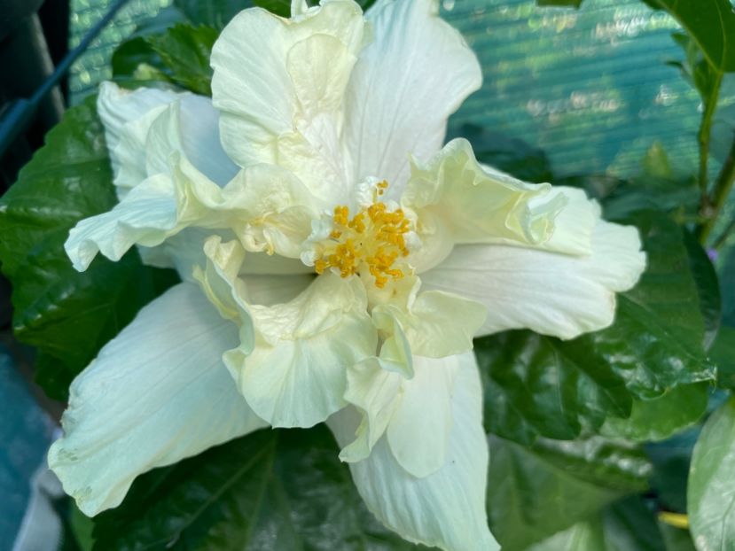  - 001 - Hibiscusi 2024 - 1