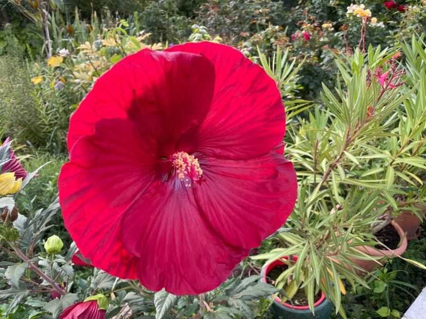  - 001 - Hibiscusi 2024 - 1