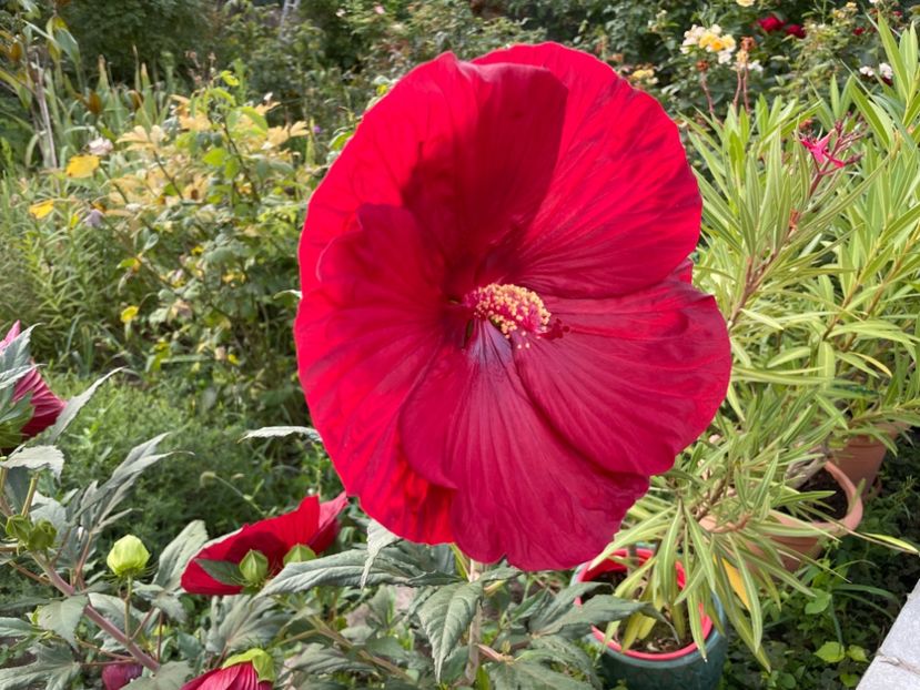  - 001 - Hibiscusi 2024 - 1