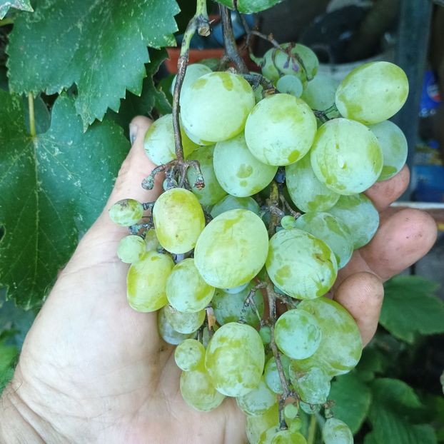 timpuriu 2024 10.08 - Struguri 2023-2024