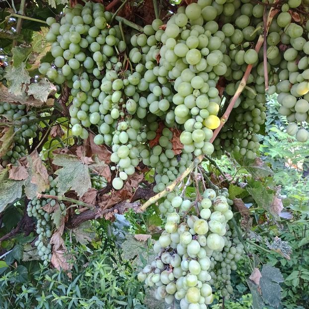  - Struguri 2023-2024