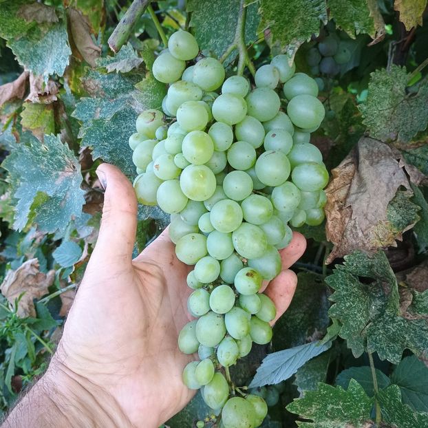 Victoria - Struguri 2023-2024