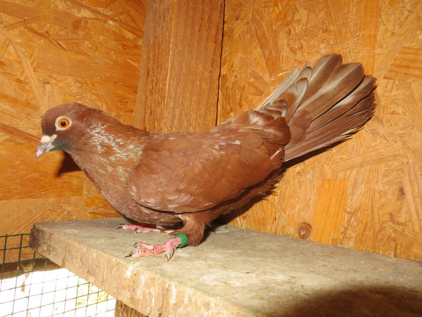  - Zburator Roșu de Târgoviște - porumbițe matcă