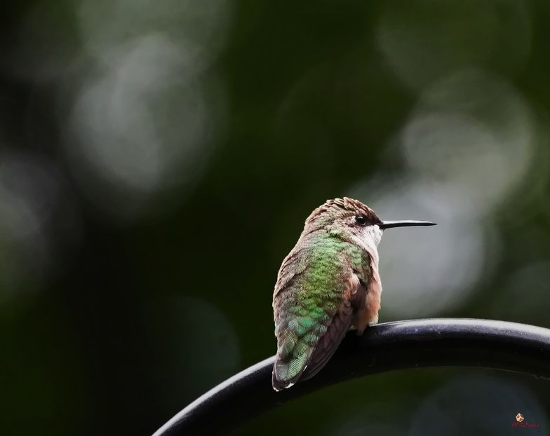 Colibri 1 at Val des Monts, QC - C - BIRDS - Pasari