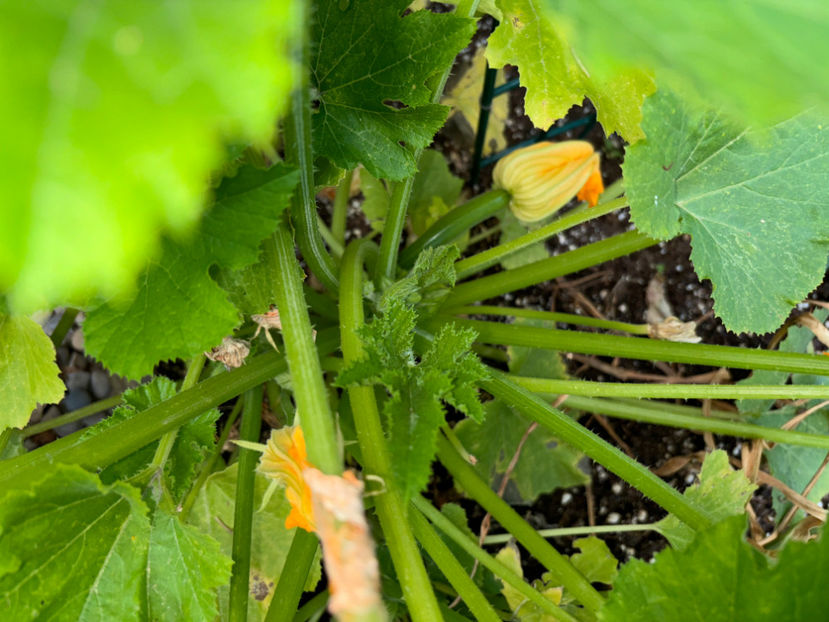  - Jurnalul gradinii 2024