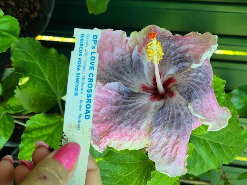  - Dps love crossroad