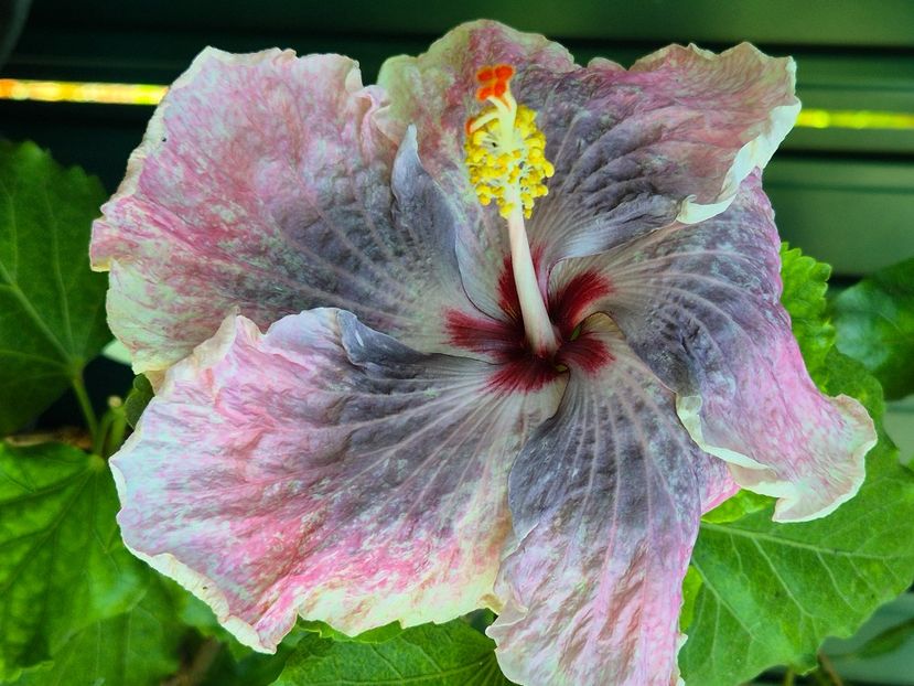  - Dps love crossroad