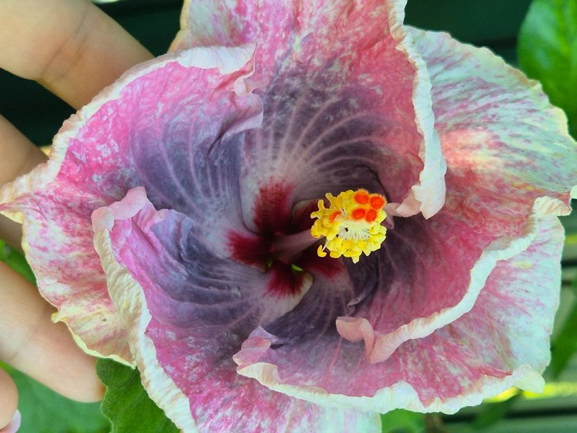  - Dps love crossroad