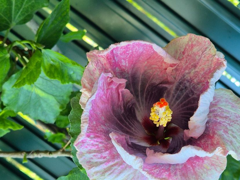  - Dps love crossroad