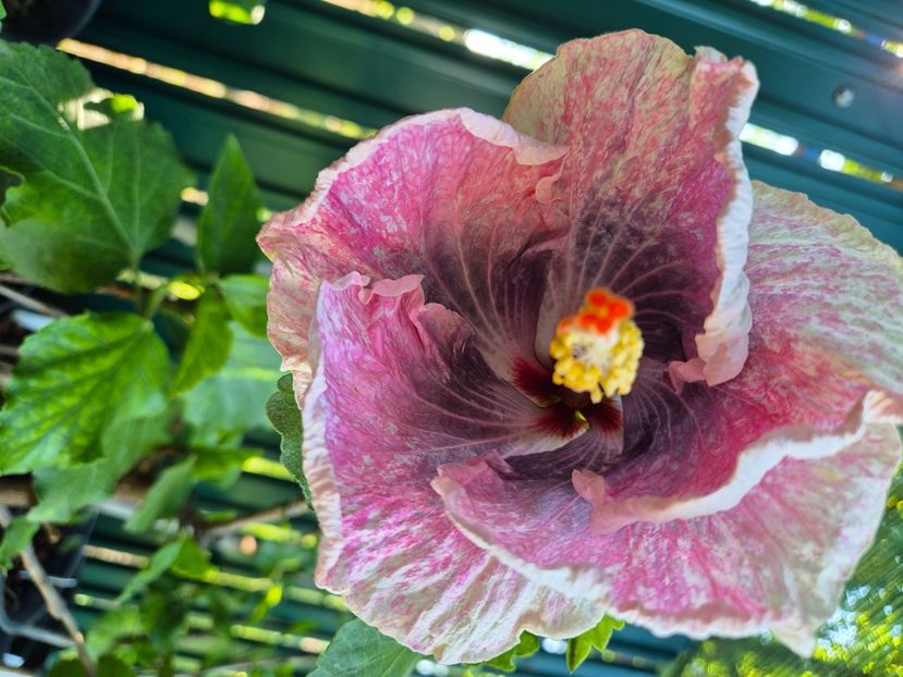  - Dps love crossroad