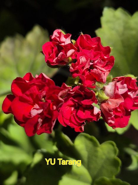  - Muscate rusesti