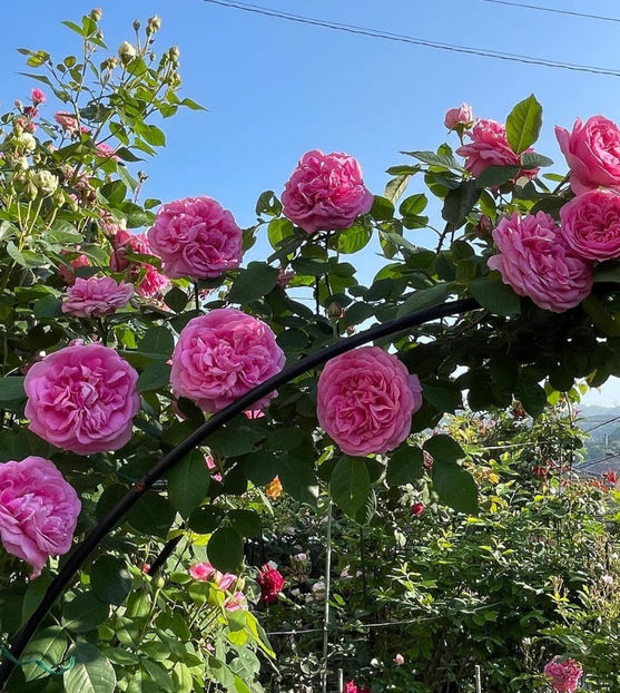 Gertrude Jekyll  (urcator) 80 - Toamna 2025