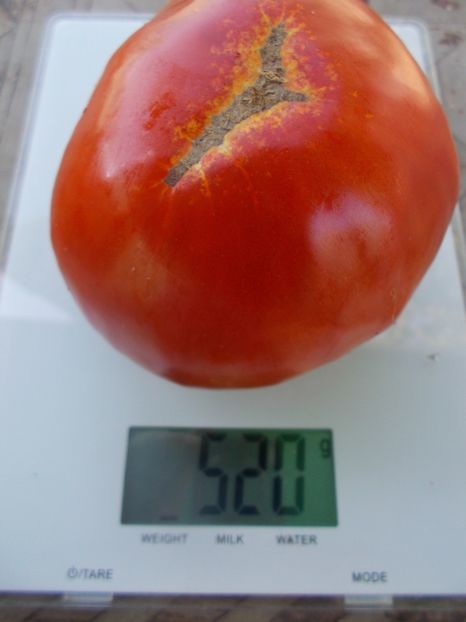  - SEMINTE ROSII - T 1048 ROSIE DE MEHEDINTI