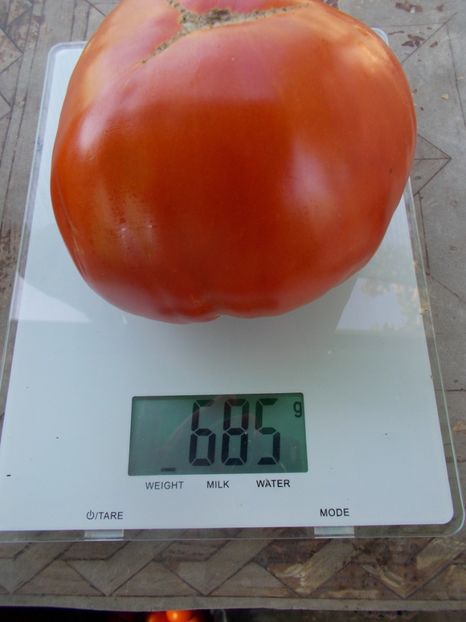  - SEMINTE ROSII - T 1132 GIGANTE DEL RE