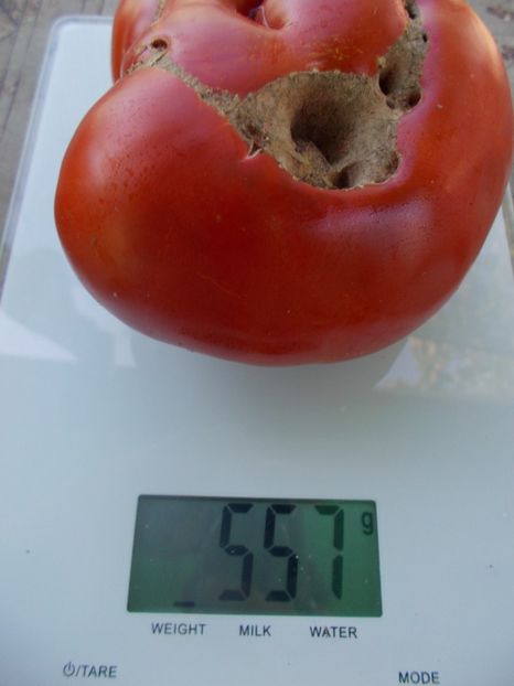  - SEMINTE ROSII - T 1041 ROSIE DE MAHMUDIA