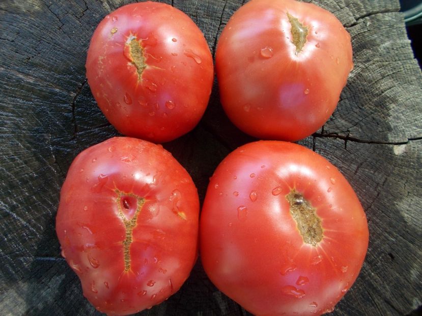  - SEMINTE ROSII - T 1036 HARBUZESTI