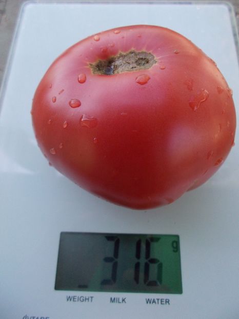  - SEMINTE ROSII - T 1036 HARBUZESTI