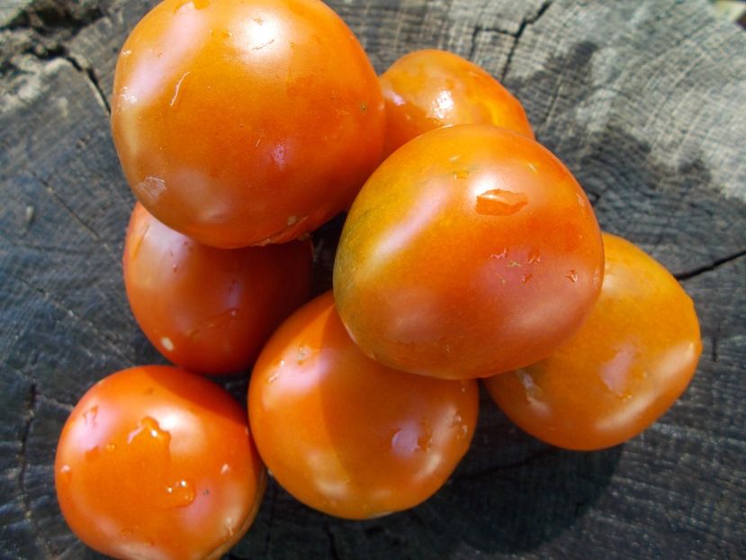  - SEMINTE ROSII - T 865 THORNBURNS TERRA COTA