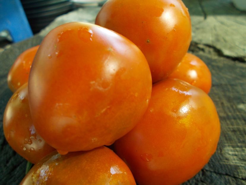  - SEMINTE ROSII - T 865 THORNBURNS TERRA COTA