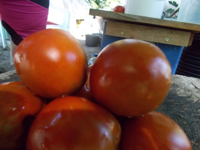  - SEMINTE ROSII - T 865 THORNBURNS TERRA COTA