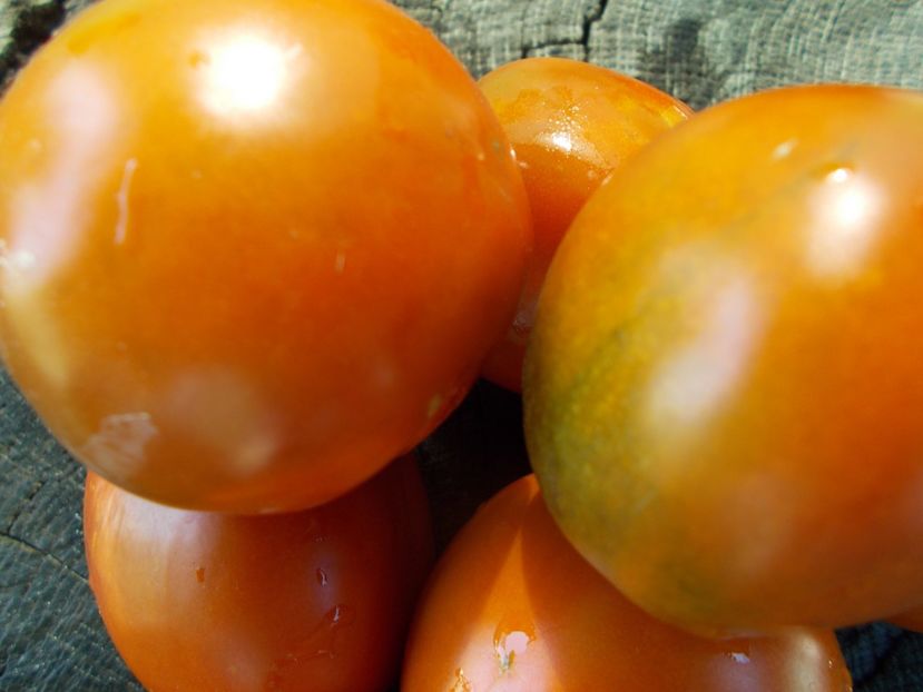  - SEMINTE ROSII - T 865 THORNBURNS TERRA COTA