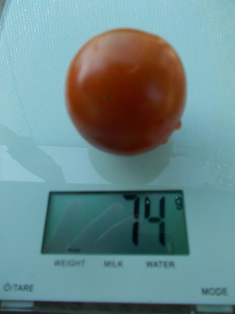  - SEMINTE ROSII - T 865 THORNBURNS TERRA COTA