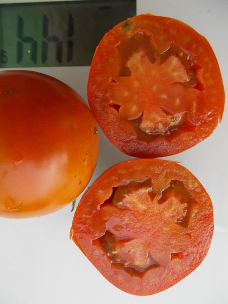  - SEMINTE ROSII - T 865 THORNBURNS TERRA COTA