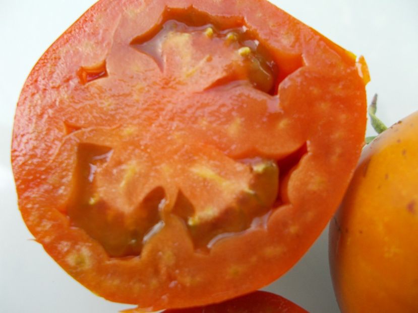  - SEMINTE ROSII - T 865 THORNBURNS TERRA COTA