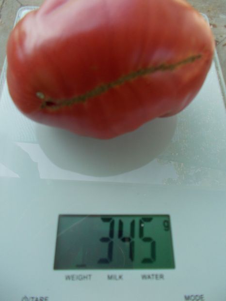  - SEMINTE ROSII - T 1134 RUSSIAN DELICIOUS