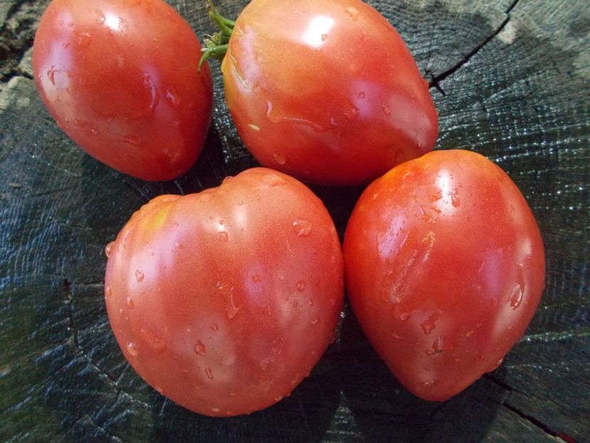  - SEMINTE ROSII - T 1066 BULL S HEART PINK