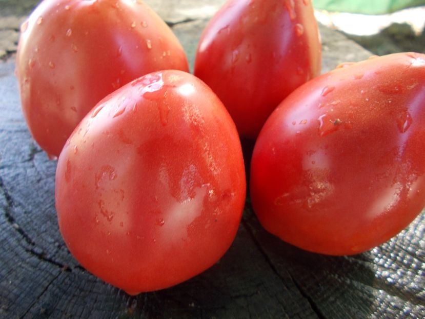  - SEMINTE ROSII - T 1066 BULL S HEART PINK