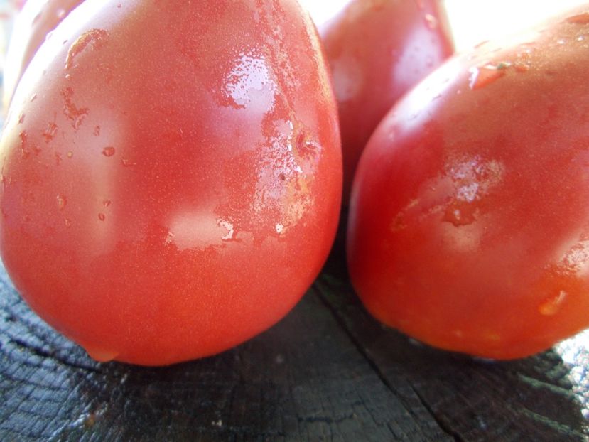  - SEMINTE ROSII - T 1066 BULL S HEART PINK