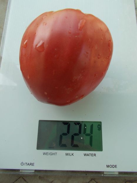  - SEMINTE ROSII - T 1066 BULL S HEART PINK