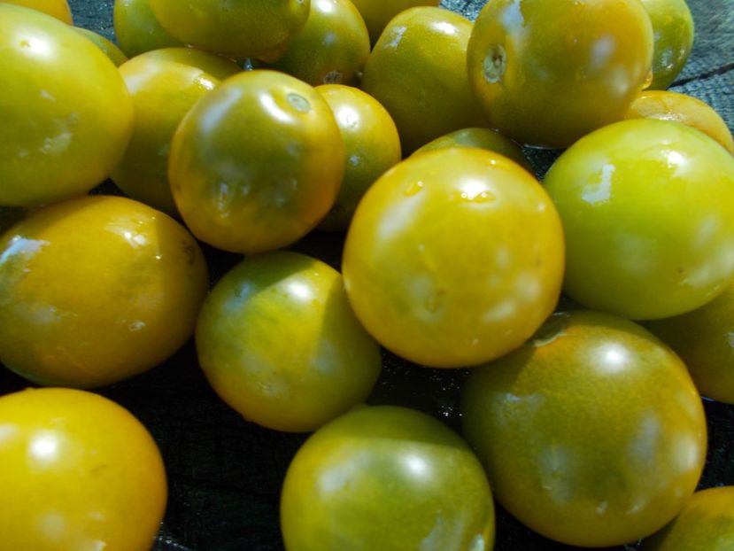  - SEMINTE ROSII - GREEN GRAPE