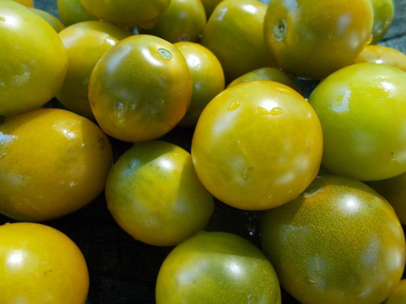  - SEMINTE ROSII - GREEN GRAPE