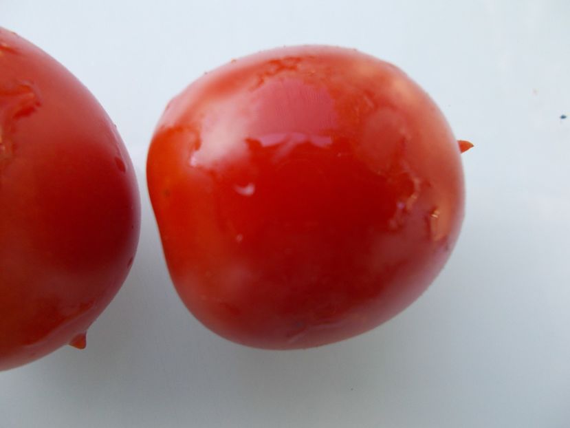  - SEMINTE ROSII - T 998 PIENNOLO DEL VESUVIO - de iarna