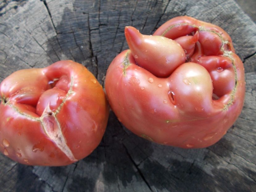  - SEMINTE ROSII - T 1051 THE BULLS BLACK HEART