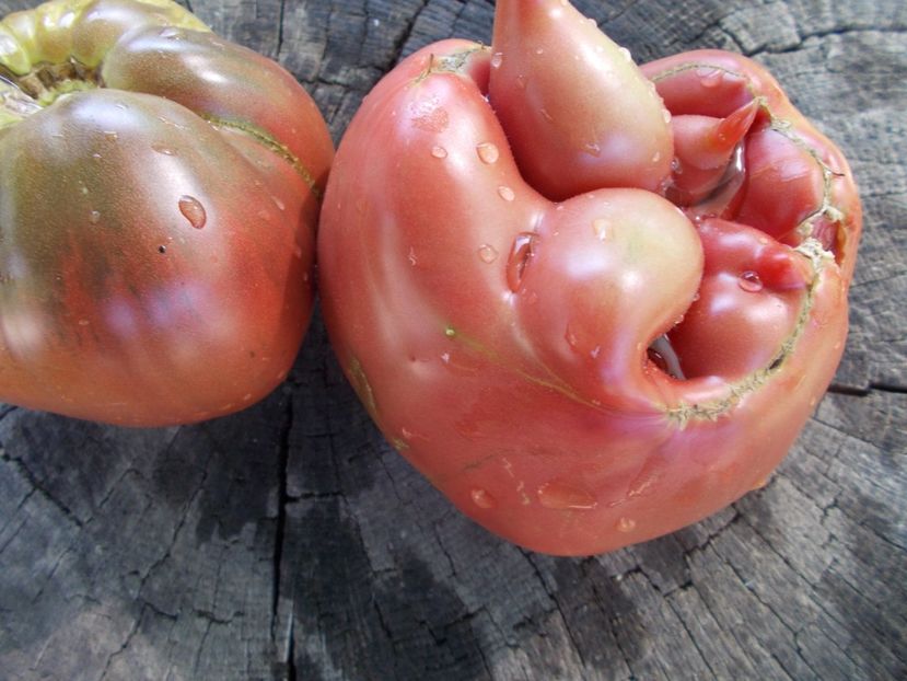  - SEMINTE ROSII - T 1051 THE BULLS BLACK HEART