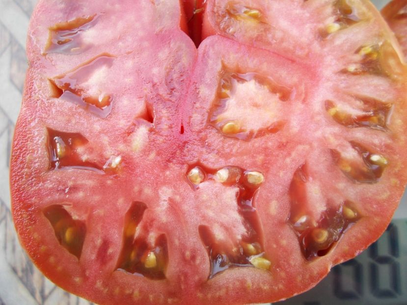  - SEMINTE ROSII - T 1051 THE BULLS BLACK HEART