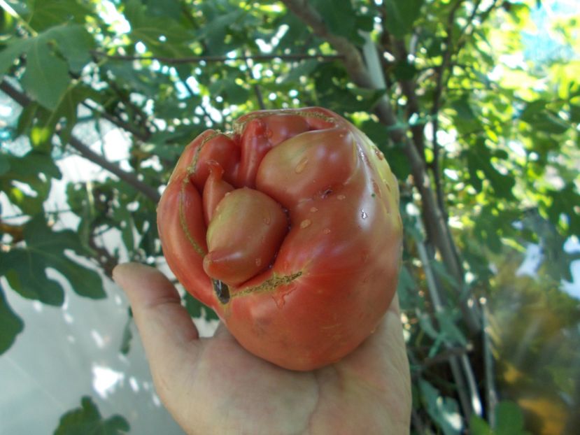  - SEMINTE ROSII - T 1051 THE BULLS BLACK HEART