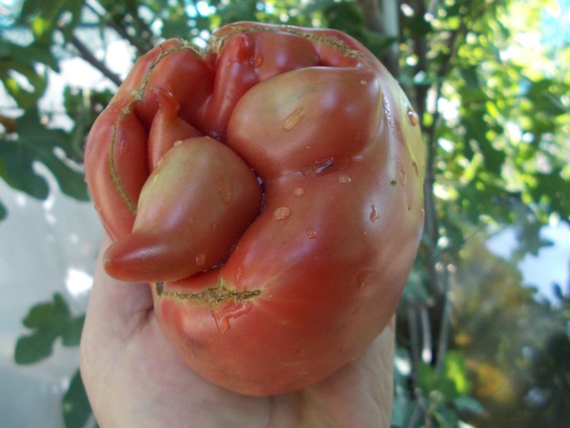  - SEMINTE ROSII - T 1051 THE BULLS BLACK HEART